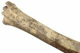 Pleistocene Fossil Deer (Odocoileus) Tibia - Florida #265354-6